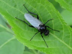 Bibio leucopterus