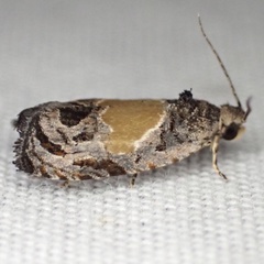 Olethreutes osmundana