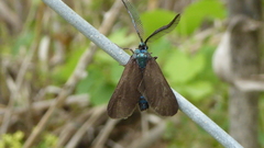 Theresimima ampellophaga