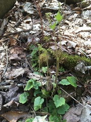 Tiarella stolonifera