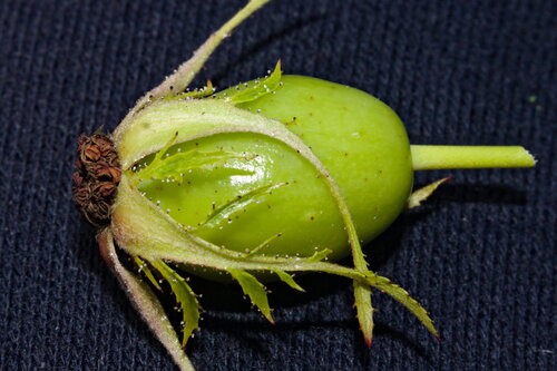 Rosa agrestis, photograph 6