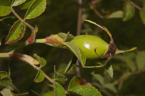 Rosa agrestis, photograph 4