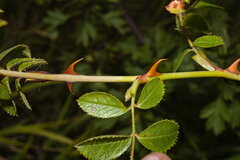 Rosa agrestis, photograph (c) Bobo-X, some rights reserved (CC BY)