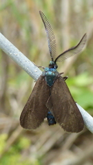 Theresimima ampellophaga