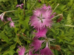 Dianthus longicalyx