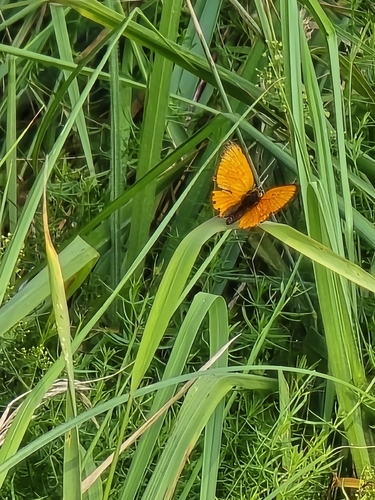 Scarce Copper