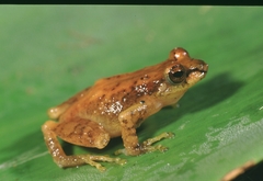 Pristimantis bromeliaceus