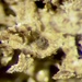 Chromatochlamys muscorum - Photo (c) Samuel Brinker,  זכויות יוצרים חלקיות (CC BY-NC), הועלה על ידי Samuel Brinker