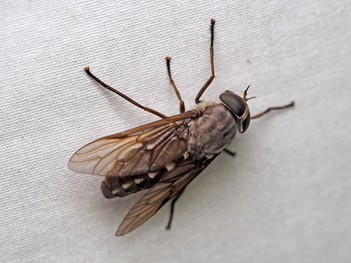 Chained Horse Fly photo 5