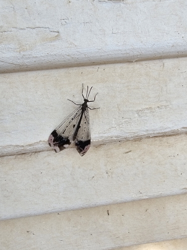 Pleasing Picture-winged Antlion