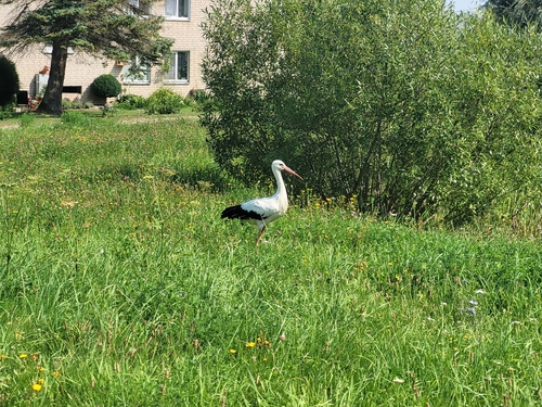 White Stork