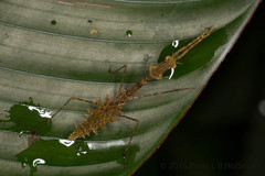 Pogonogaster tristani