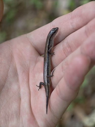 Scincella reevesii observed 2026-08-05