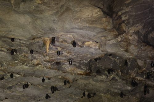 Aselliscus observed 2026-07-05