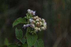 Aristeguietia lamiifolia