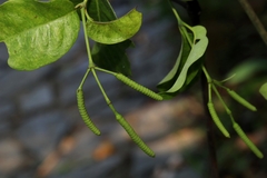 Gnetum luofuense