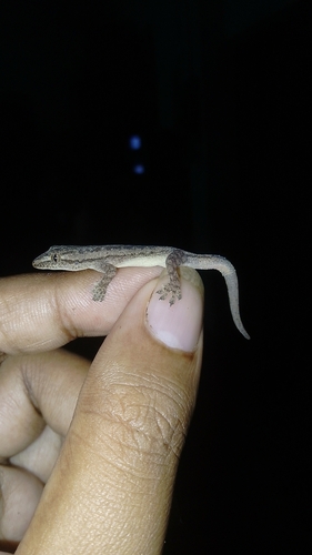 Asian House Gecko