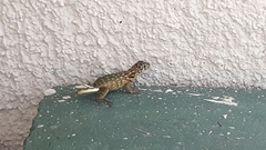 Leiocephalus carinatus