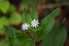 Stellaria pubera