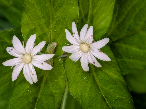 Stellaria pubera, photograph 1