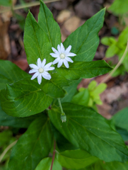 Stellaria pubera, photograph (c) Tom Field, some rights reserved (CC BY)
