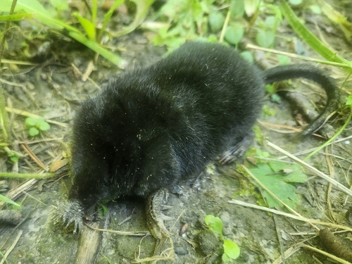 Star-nosed Mole observed by larry522