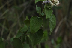 Aristeguietia lamiifolia