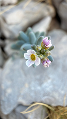 Aethionema saxatile, photograph (c) mycoroco, some rights reserved (CC BY)