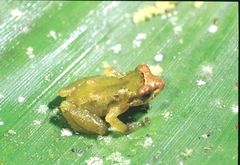 Pristimantis mendax