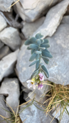 Aethionema saxatile, photograph 6