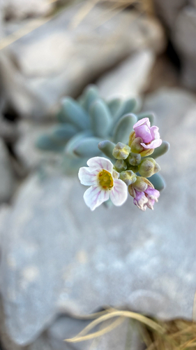 Aethionema saxatile, photograph 5