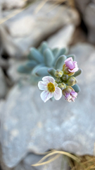 Aethionema saxatile, photograph (c) mycoroco, some rights reserved (CC BY)