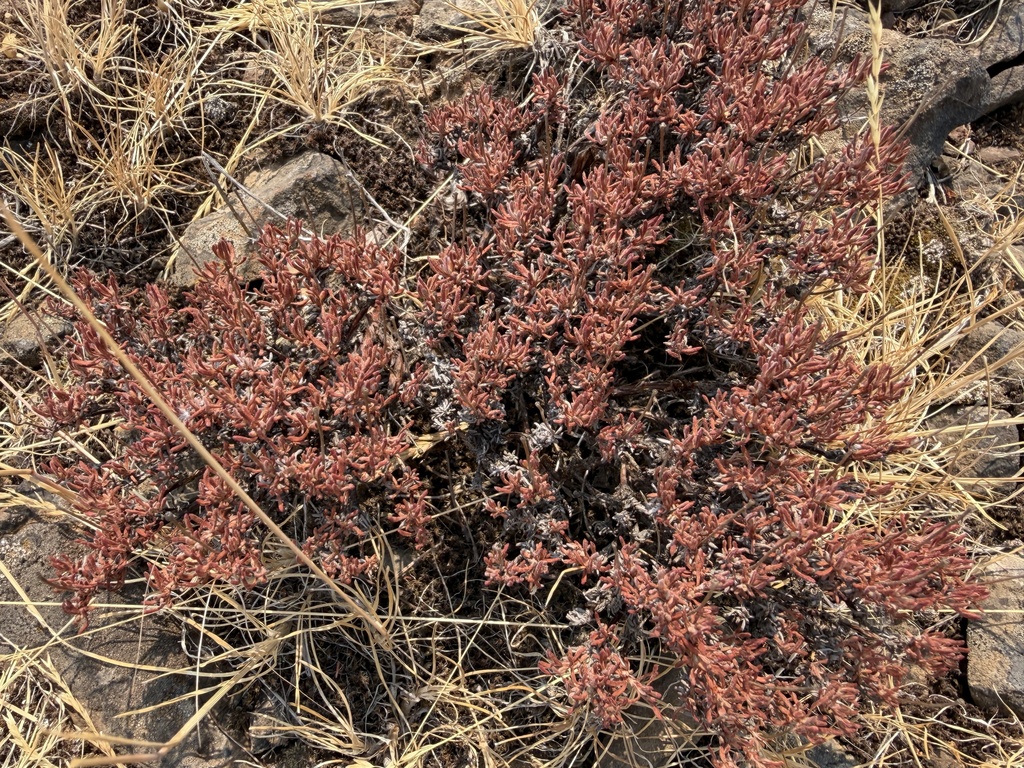Eriogonum thymoides; photograph (c) James H. Thomas, some rights reserved (CC BY)