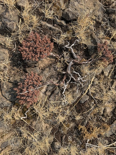 Eriogonum thymoides, photograph 2