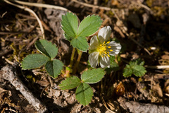 Fragaria virginiana glauca