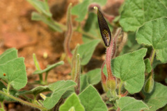 Aristolochia wrightii