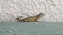Leiocephalus carinatus