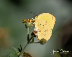 Pyrisitia dina westwoodi