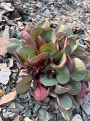 (c) Mark, some rights reserved (CC BY) Claytonia megarhiza, photograph (c) Mark, some rights reserved (CC BY)