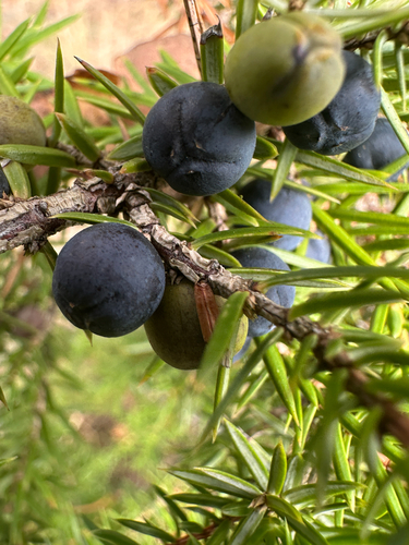 common juniper