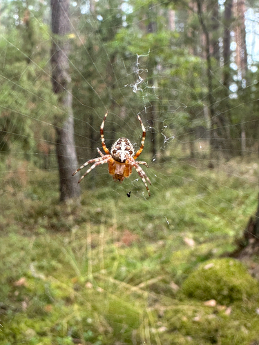 Cross Orbweaver