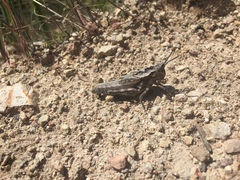 Dracotettix monstrosus