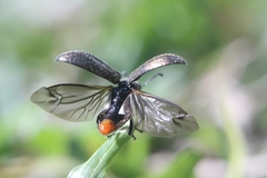 Lagria villosa