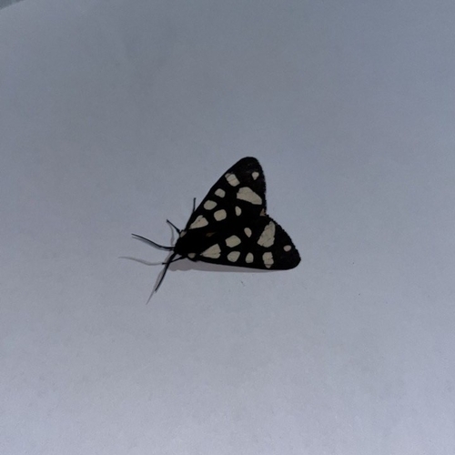 Cream-spot Tiger