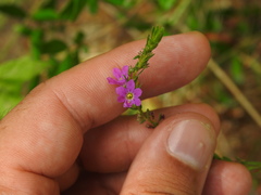 Lythrum junceum, photograph (c) Duarte Frade, some rights reserved (CC BY)