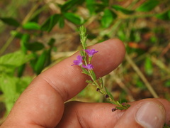 Lythrum junceum, photograph (c) Duarte Frade, some rights reserved (CC BY)