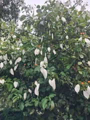 Mussaenda frondosa, photograph (c) renjus box, some rights reserved (CC BY)