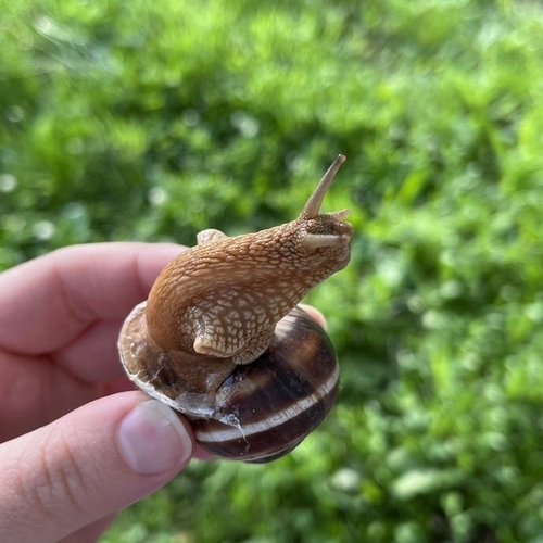 Turkish Snail