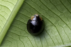 Coelophora inaequalis