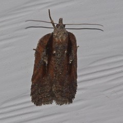 Acleris youngana